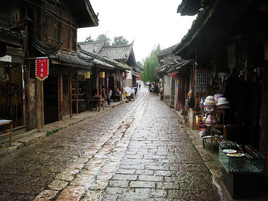 救援狗与猫